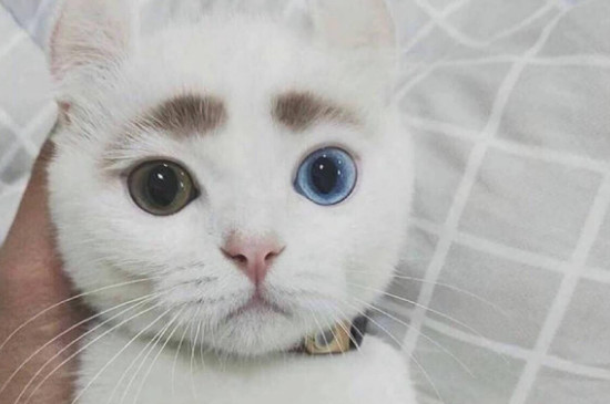 猫咪眉毛秃了