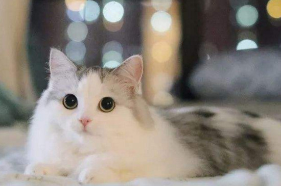 母猫多大来月经