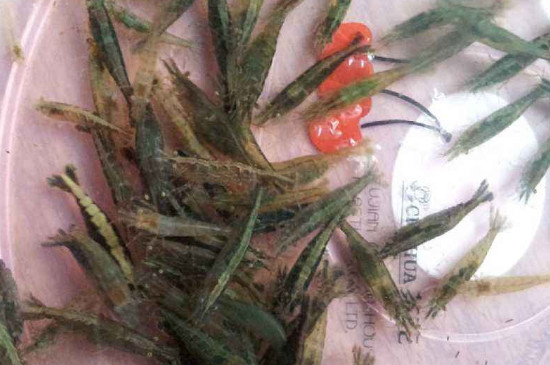 小鱼小虾吃什么