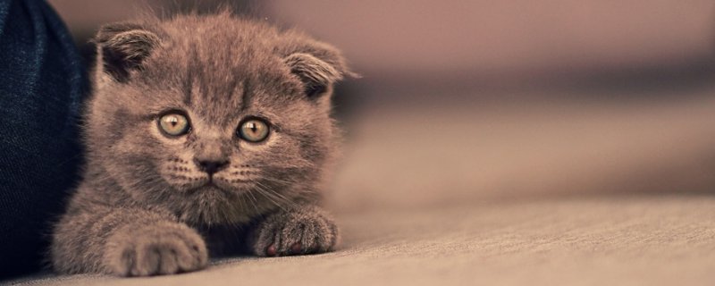 猫频繁喝水而且呕吐