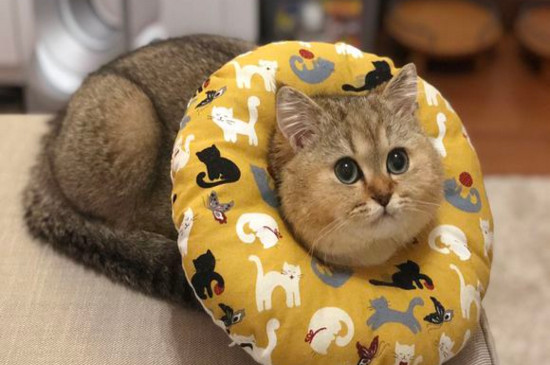 如何区分金渐层和橘猫