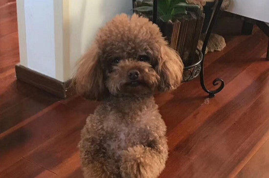 狗狗身上臭怎么办，狗狗身上有股腥臭味如何消除