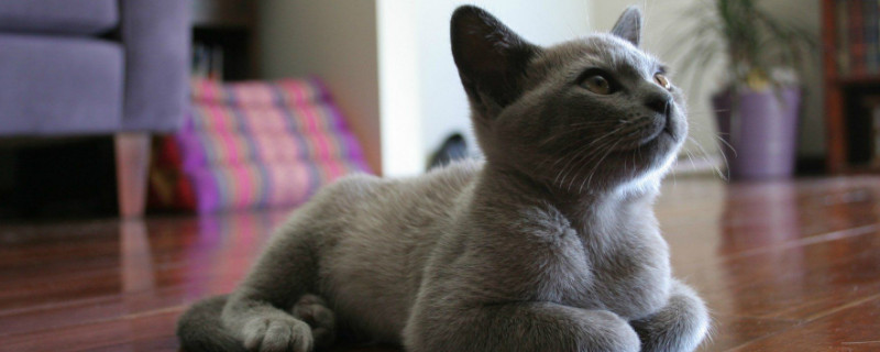 猫喝水吗