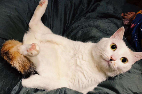 猫咪呼吸会一抖