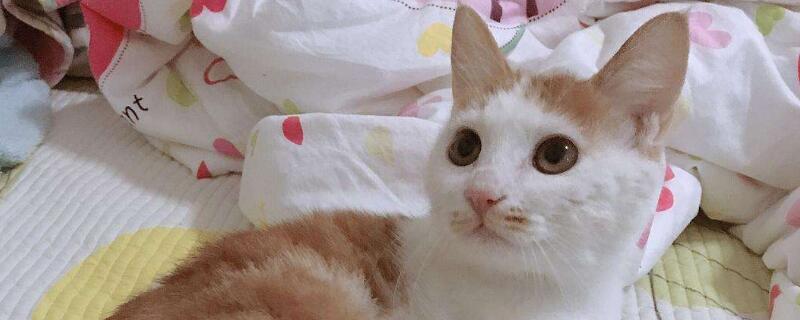 猫能喝热水吗