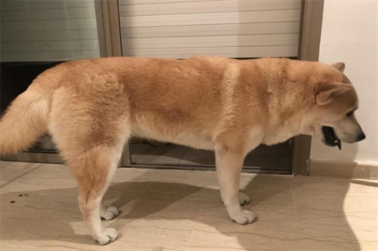 母狗怎么绝育