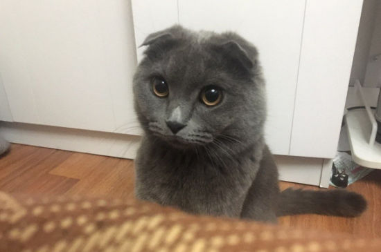 初买的猫需要做检查吗