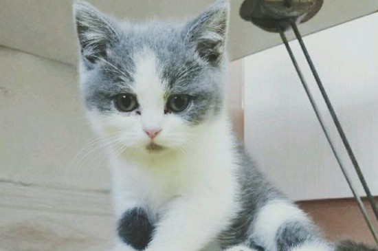 猫喝羊奶拉稀还能喝吗