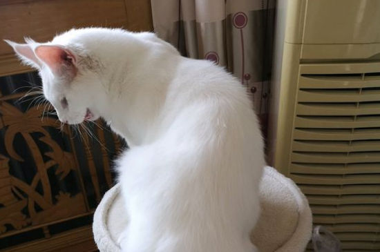 猫咪打喷嚏但是很活跃