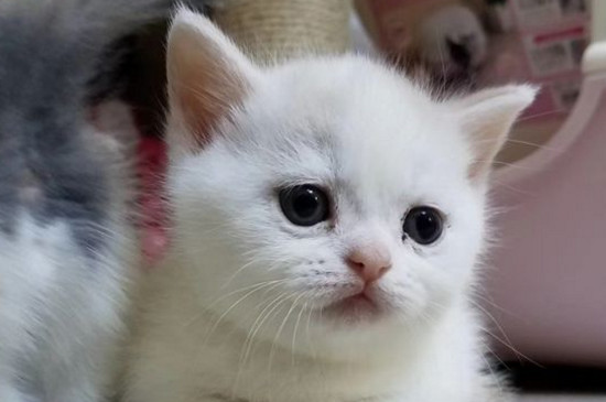 猫鼻支好治吗