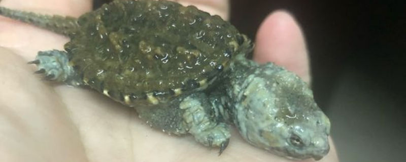 如何判断鳄龟腐皮