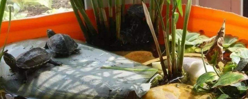 养乌龟配合什么植物