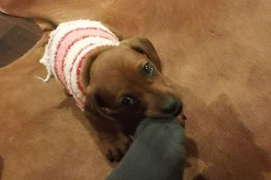 中型犬养什么好