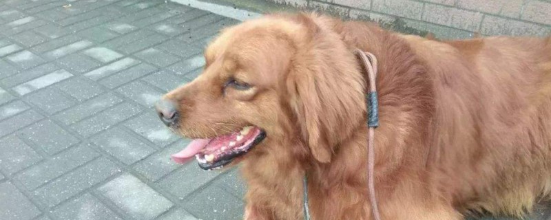 狗狗头骨为什么会凸起