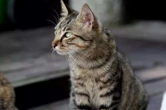 养猫镇宅原因