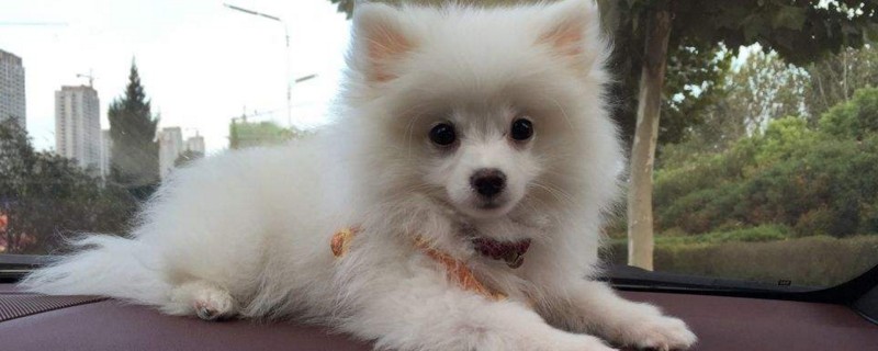 为什么养博美的不多