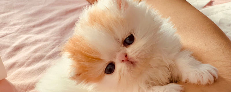波斯猫粘人程度