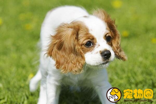 查理士王小猎犬受尽王室喜爱，天生富贵却身体娇弱