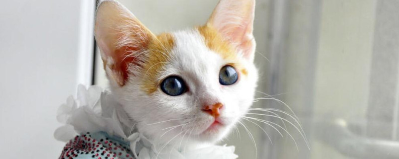 猫咪能喝酸奶吗