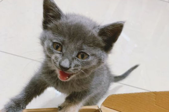 猫66天不生怎么办，猫一直不生是什么原因