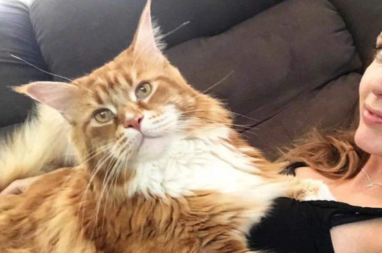 宠物猫能喝酸奶吗