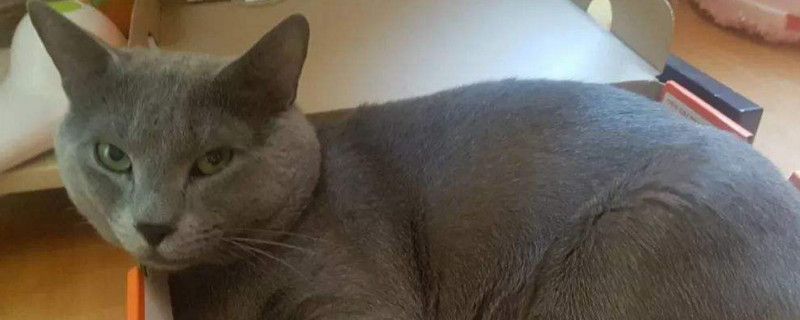 猫能喝冰水吗