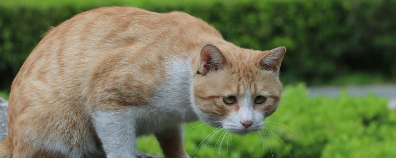 猫瘟便血是什么阶段