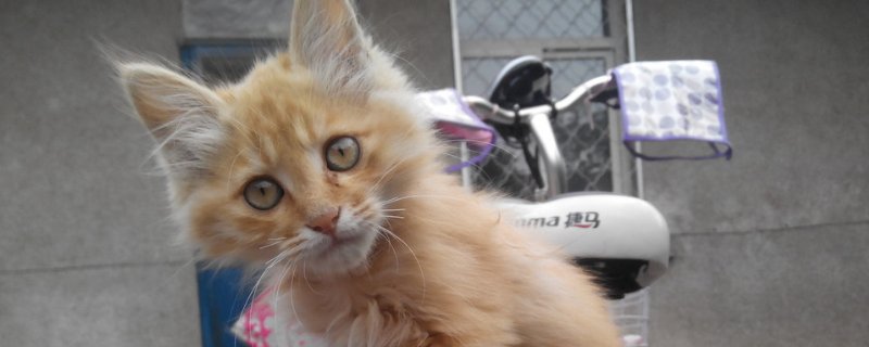 猫生小猫每只间隔多久