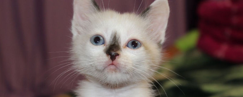 猫咪鼻子黑