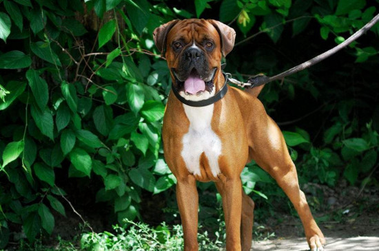 拳师犬为什么养的人少，外表凶猛有攻击性养着花销大