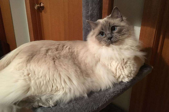 布偶猫和暹罗猫的区别