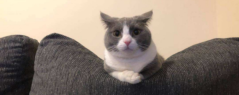猫咪兴奋的表现