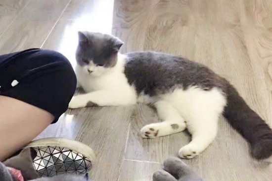 猫会认多个主人吗