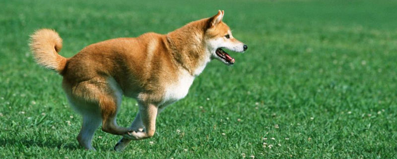 柴犬拉屎规律