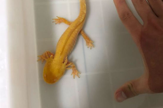 养六角龙鱼需要多少水