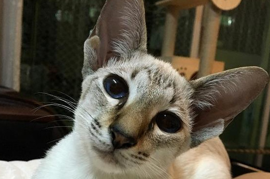 东方猫是田园猫吗