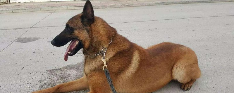 马犬标准身高体重表