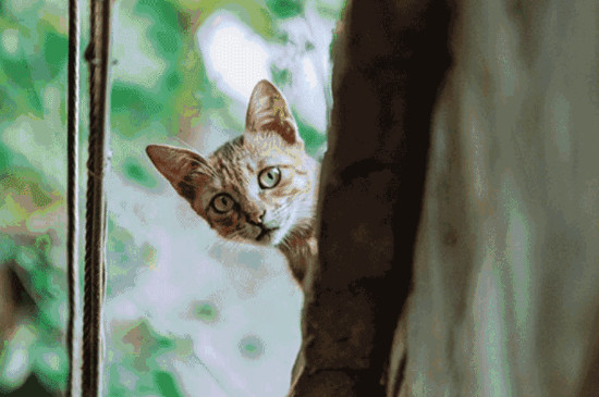 猫咪软骨病早期