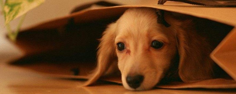 狗半夜惊恐狂叫