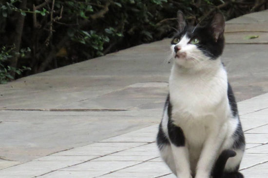 流浪猫走了还会回来吗