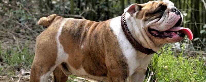 斗牛犬为什么禁养