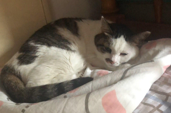 猫吃完饭为什么刨地