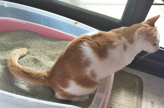 猫猫不在猫砂上厕所