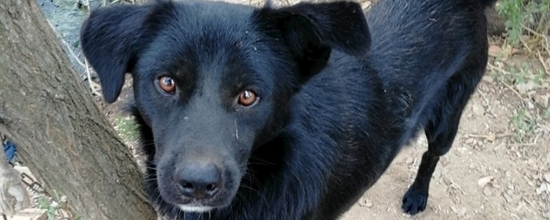 狗狗拉稀带血精神正常