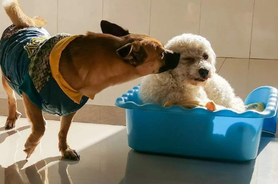 狗狗怀孕初期症状
