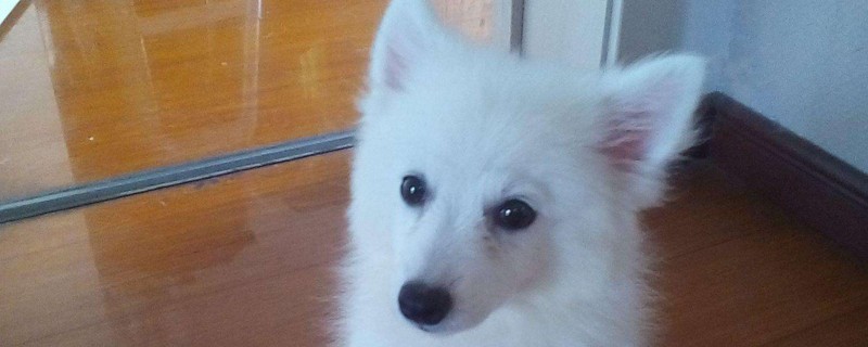 养银狐犬哪些不能做