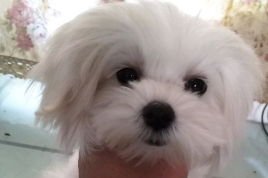 马尔济斯犬掉毛吗