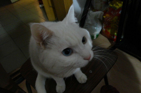 猫为什么喜欢吃鱼，猫为什么吃鱼不怕刺