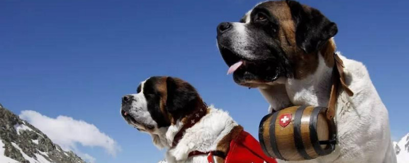 圣伯纳犬有攻击性吗