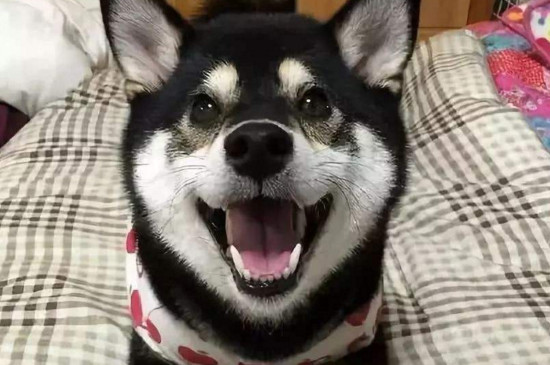 狗狗认你做主人的表现，服从命令而且睡觉时不挑地